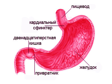 Хороший гастроэнтеролог в Алматы